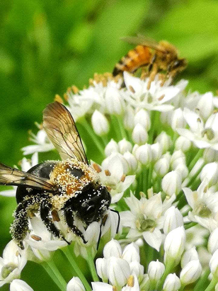 Carpenter bee Xylocopa virginica covered in pollen visiting flowers of garlic chives Allium tuberosum