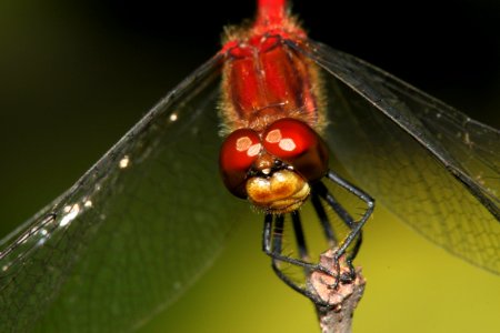 MEADOWHAWK, RUBY or WHITE-FACED or CHERRY-FACED (sympetrum sp) (8-9-09) stonington, me -20