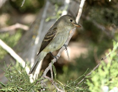 FLYCATCHER, WILLOW (9-21-09) cottonwood springs, carrizo n m , slo co, ca -01