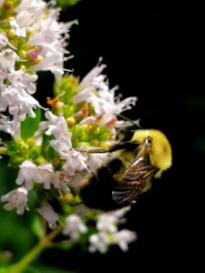 Bumblebee (Bombus sp.) visiting oregano (Origanum vulgare) flowers