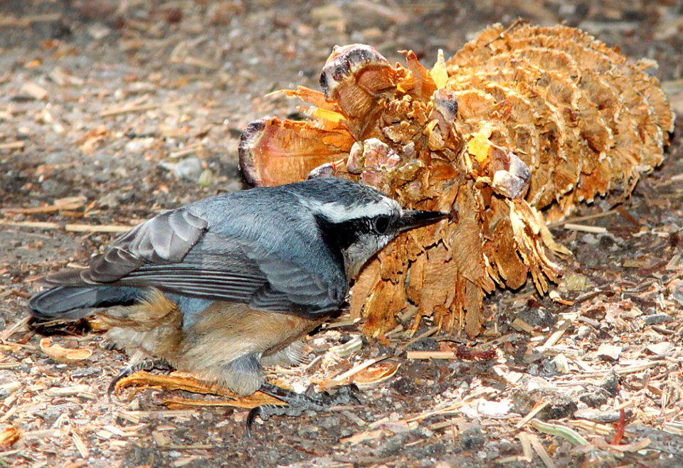 NUTHATCH, RED-BREASTED -001