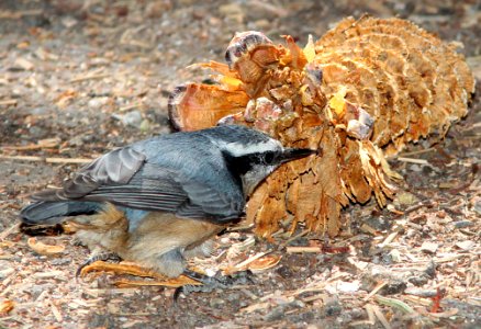 NUTHATCH, RED-BREASTED -001