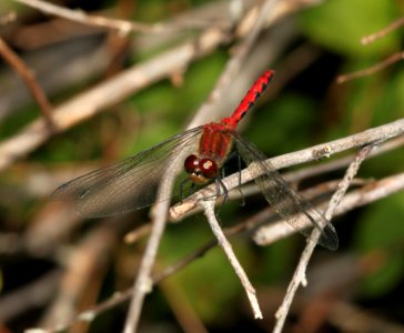 MEADOWHAWK, RUBY or WHITE-FACED or CHERRY-FACED (sympetrum sp) (8-9-09) stonington, me -13