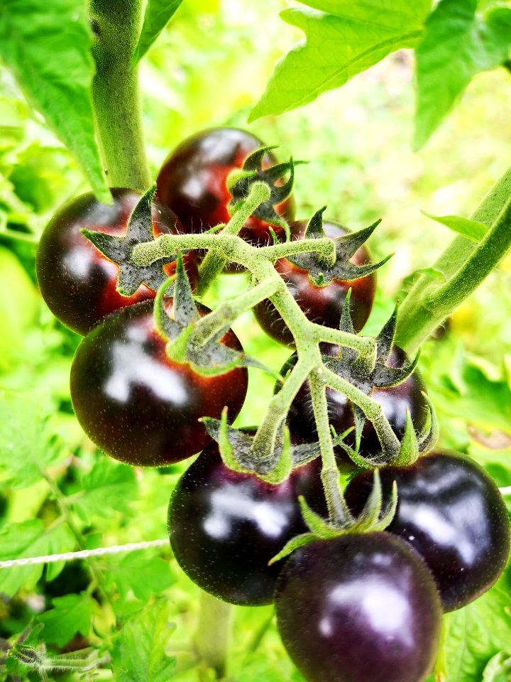 Dancing with Smurfs blue (antho) cherry tomatoes