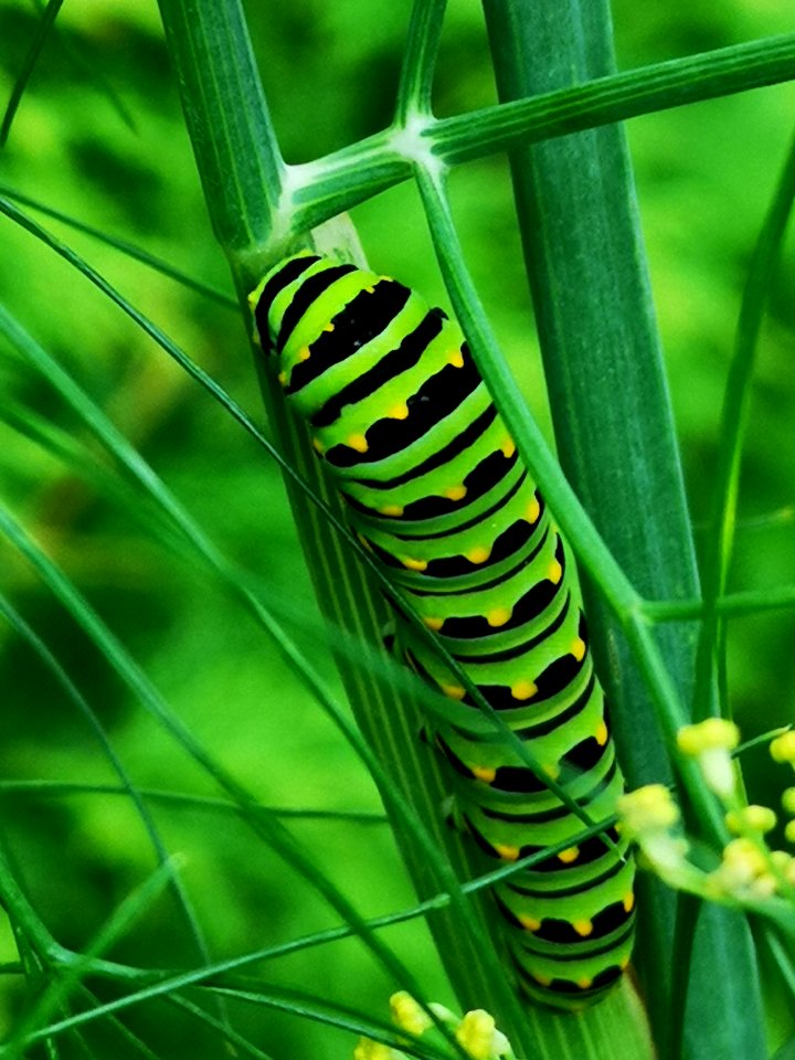 Black swallowtail butterfly caterpillar on fennel (Foeniculum vulgare) host plant