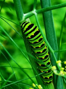 Black swallowtail butterfly caterpillar on fennel (Foeniculum vulgare) host plant