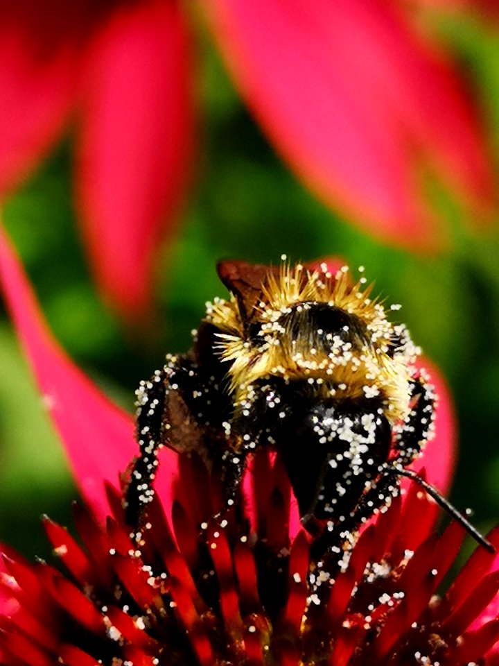 Bumblebee covered with pollen visiting coneflower Echinacea 'Cheyenne Spirit'