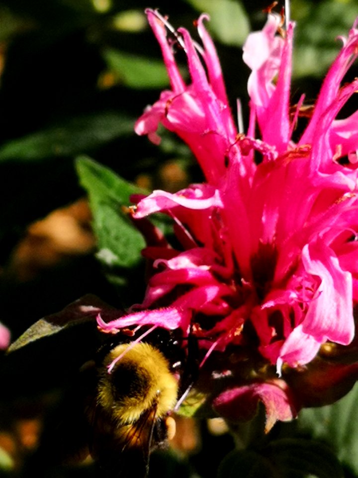 Monarda didyma Balmy Pink with bumblebee
