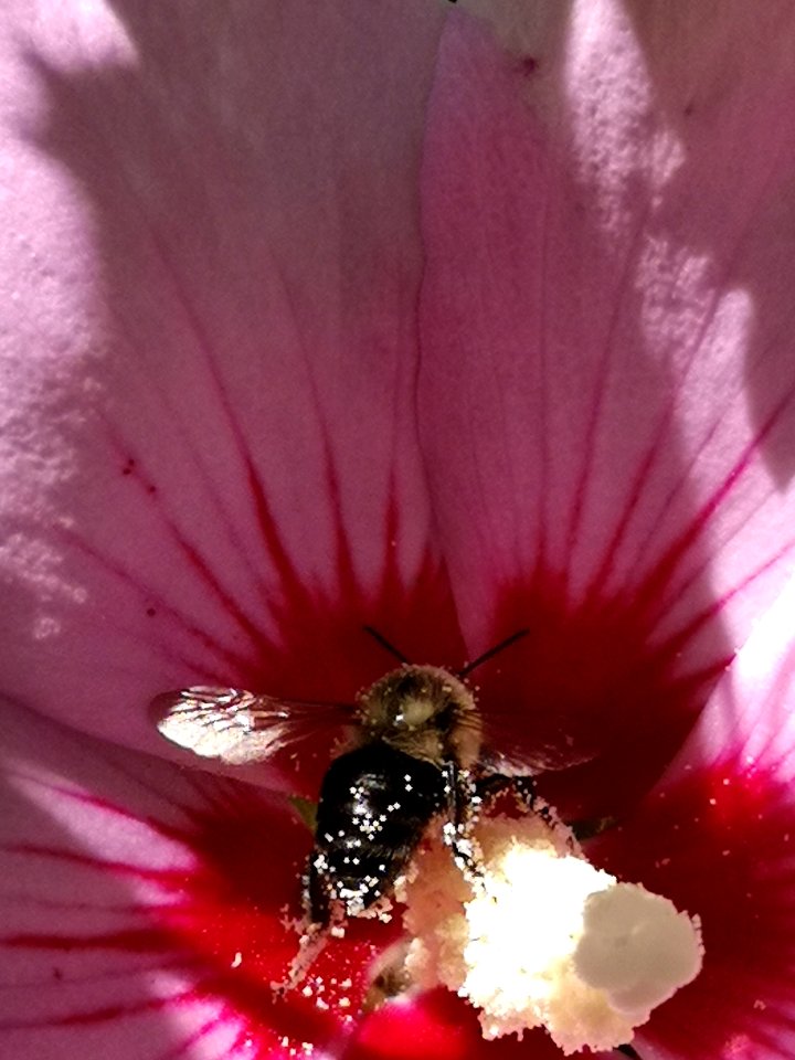 Bumblebee covered in pollen from visiting rose of Sharon (Hibiscus syriacus) flowers