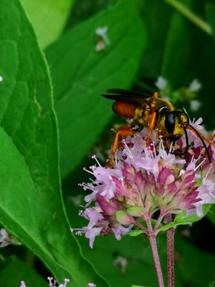Great golden sand digger wasp Sphex ichneumoneus