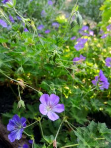 Cranesbill (Geranium 'Azure Rush')