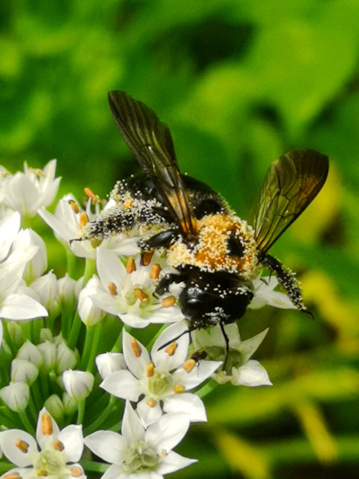 Carpenter bee Xylocopa virginica covered in pollen visiting flowers of garlic chives Allium tuberosum