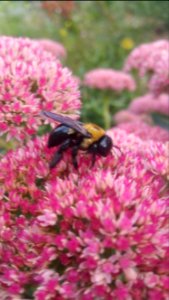 Xylocopa virginica on Autumn Joy