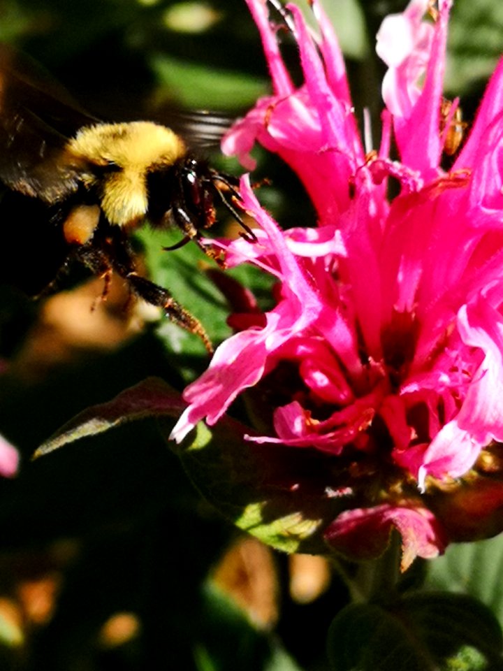 Monarda didyma Balmy Pink with bumblebee