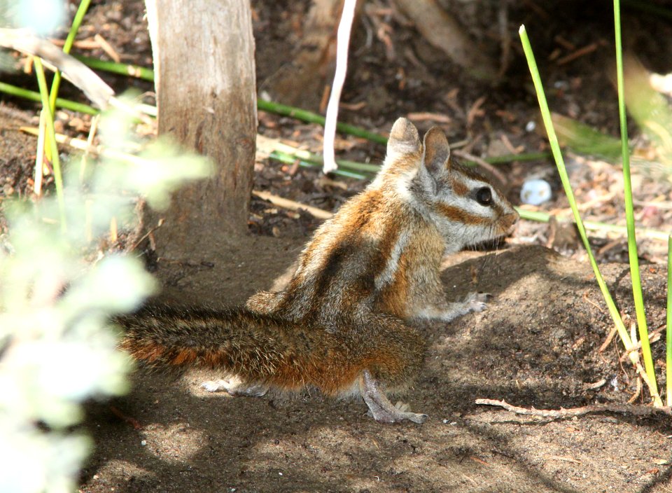 CHIPMUNK, MERRIAM'S (tamias merriami) (9-21-09) cottonwood springs, carrizo plain national monument, slo co, ca -01