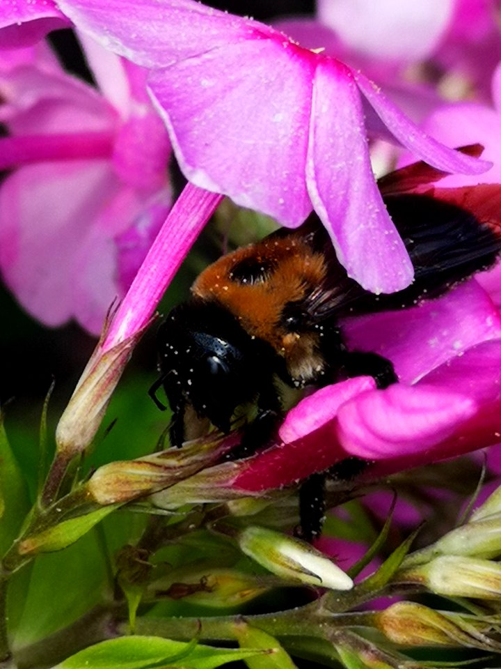 Carpenter bee (Xylocopa) with pollen nectar robbing Phlox paniculata