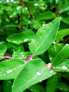 Raindrops on honeyberry (Lonicera caerulea) leaves. The water beads up like the lotus effect (like on lady's mantle)