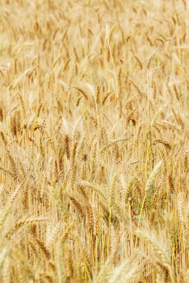 Mai tian straw plant