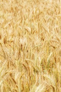 Mai tian straw plant