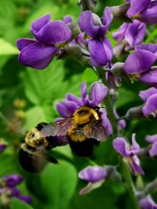 Bumblebees (Bombus spp.) visiting false indigo (Baptisia australis) flowers