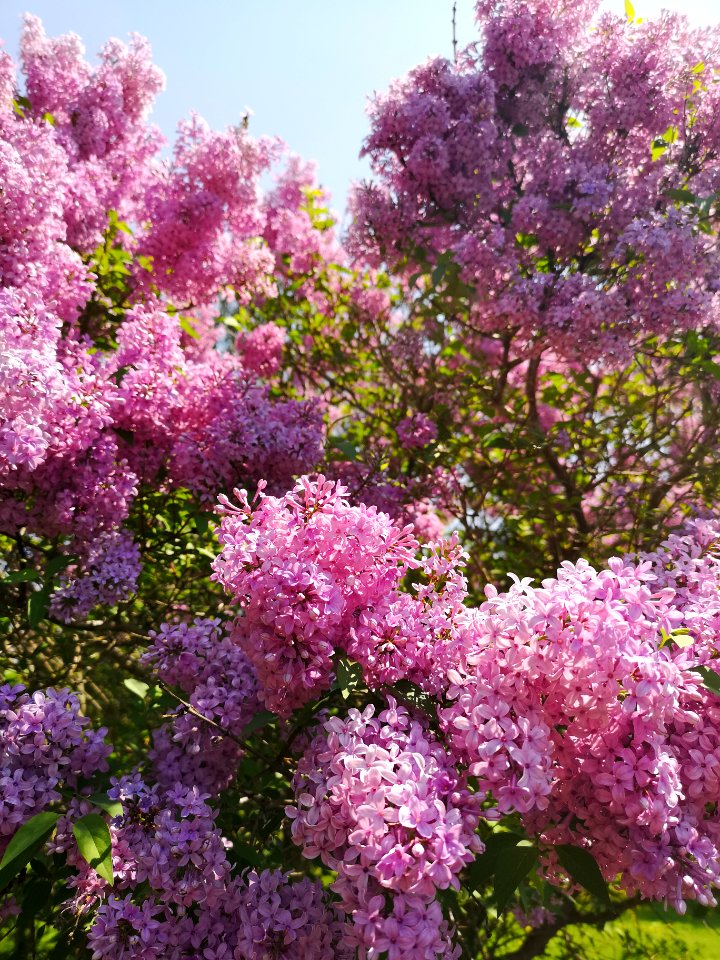 Lilac. Syringa vulgaris