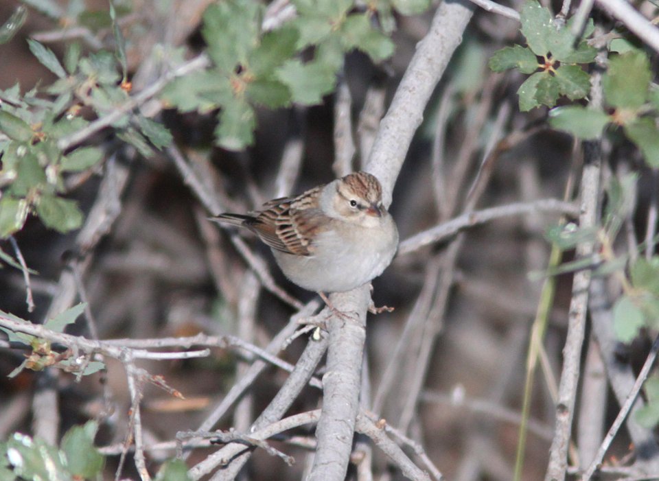 SPARROW, CHIPPING (9-30-09) cottonwood spr, carrizo plain nat mon, slo co, ca -01