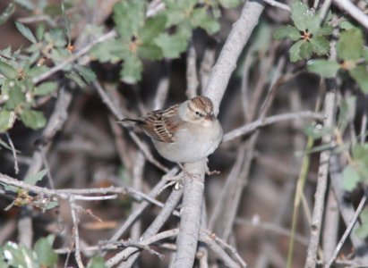 SPARROW, CHIPPING (9-30-09) cottonwood spr, carrizo plain nat mon, slo co, ca -01