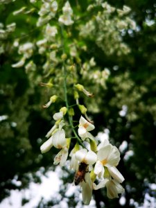 Honeybee on yellowwood photo