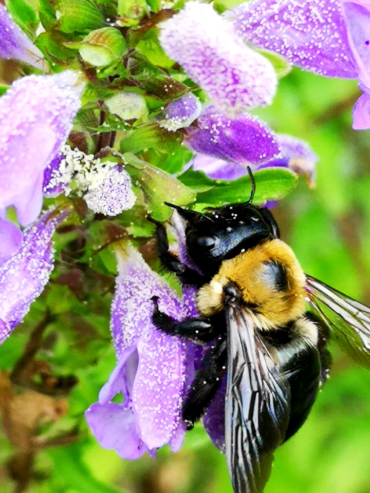 Carpenter bee Xylocopa virginica covered with pollen nectar robbing flowers of dragonhead Dracocephalum moldavica