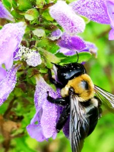 Carpenter bee Xylocopa virginica covered with pollen nectar robbing flowers of dragonhead Dracocephalum moldavica