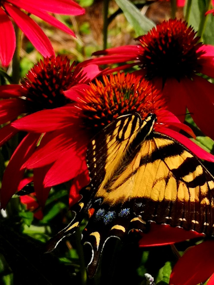 Canadian tiger swallowtail butterfly (Papilio canadensis) visiting coneflower (Echinacea 'Cheyenne Spirit')