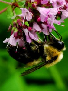 Bee on oregano photo