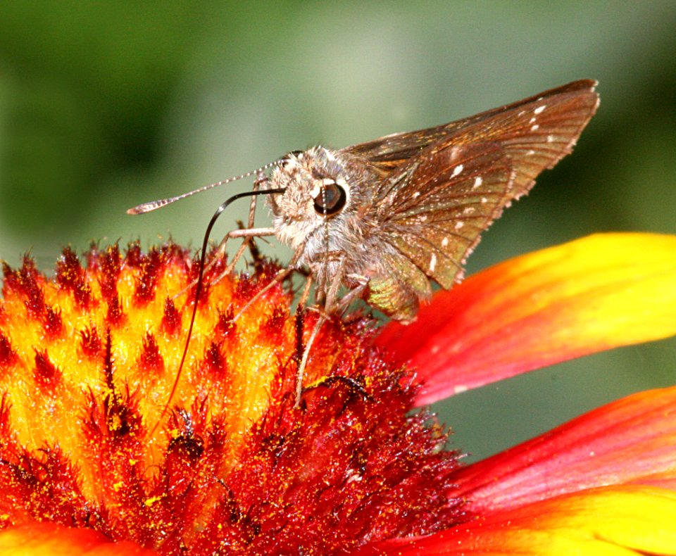 ROADSIDE-SKIPPER, LARGE (amblyscirtes exoteria) (7-28-09) miller cyn, az -02