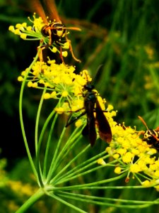 Fennel attracts lots of wasps but they don't stay still for long so I haven't a good pic yet