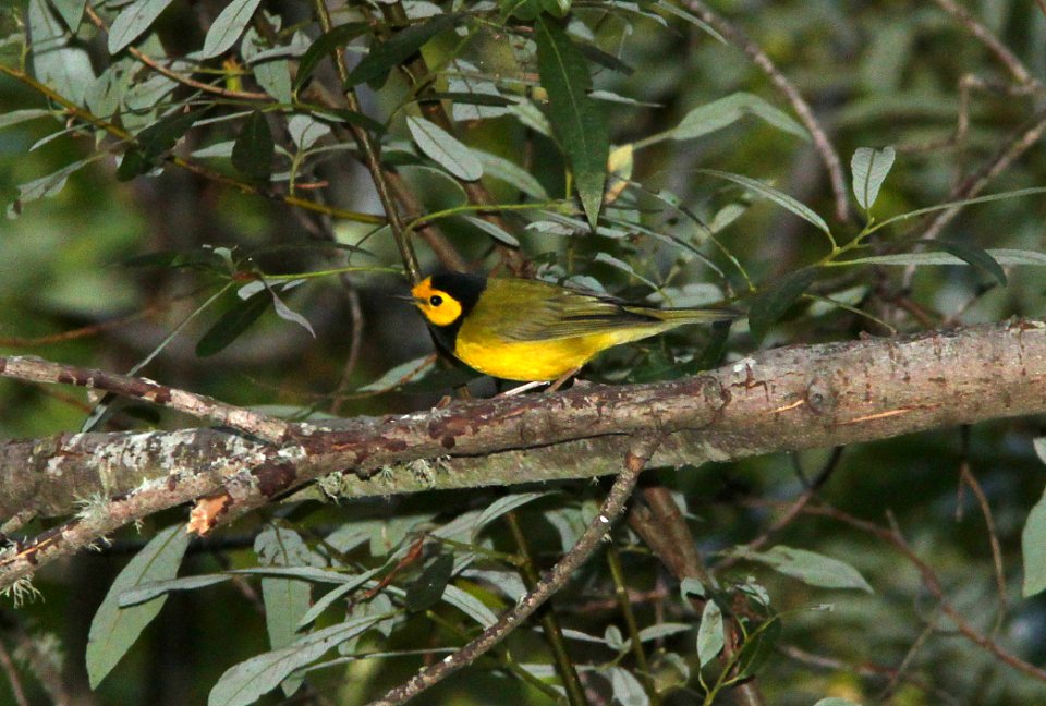 WARBLER, HOODED (8-29-09) cerro alto cg road, slo co, ca -10