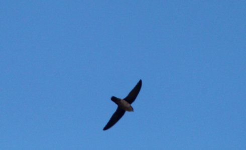 SWIFT, VAUX'S (10-5-09) oceano c g -01