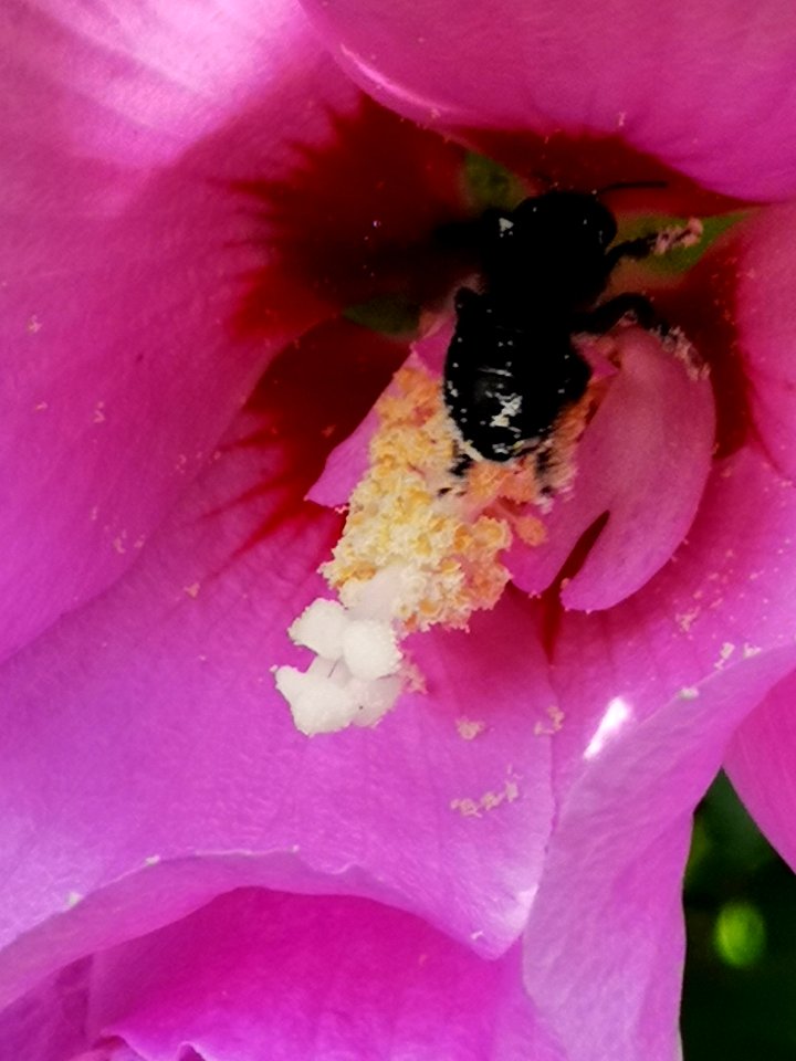 Black bee in rose of Sharon Hibiscus syriacus