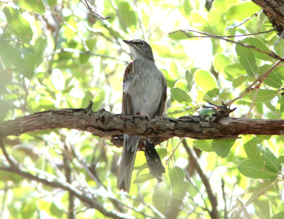 SOLITAIRE, BROWN-BACKED (7-27-09) 1430 hours, near #4 at , ramsey cyn, az -01