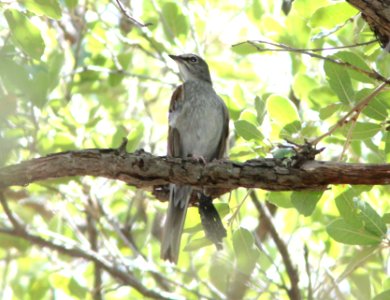 SOLITAIRE, BROWN-BACKED (7-27-09) 1430 hours, near #4 at , ramsey cyn, az -01