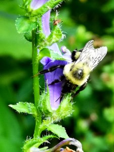Bumblebee visiting blue cardinal flower Lobelia siphilitica
