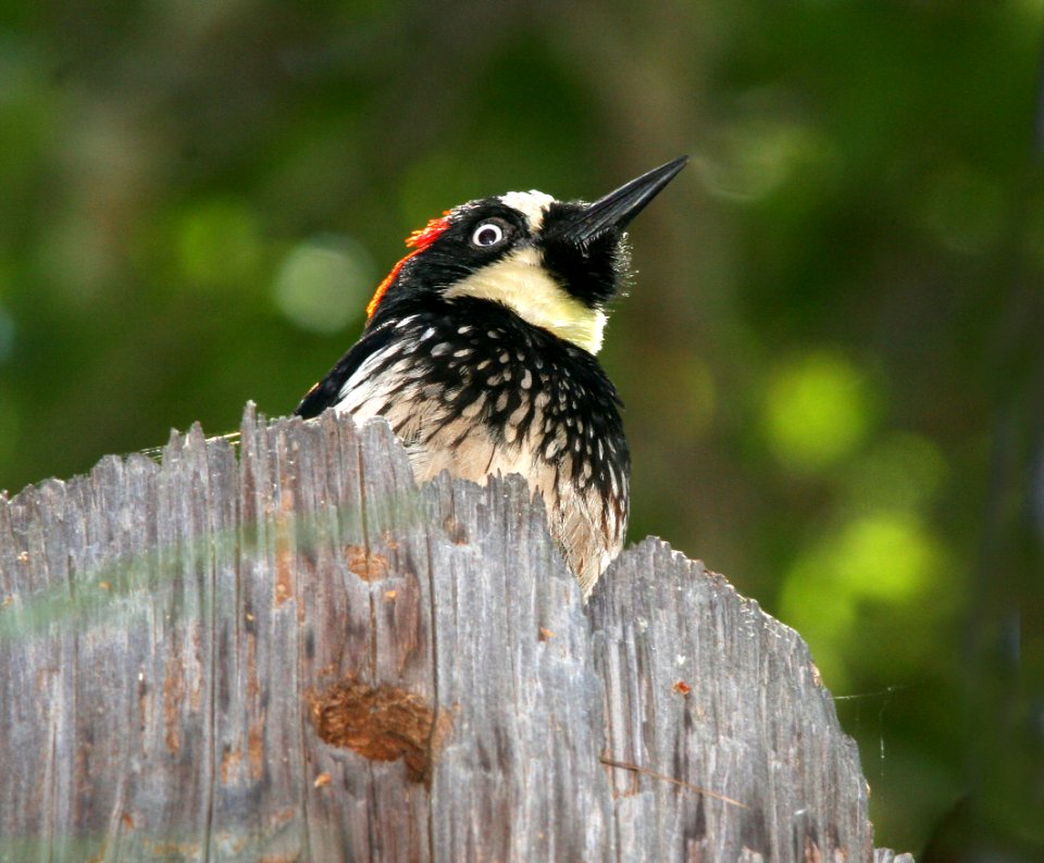 WOODPECKER, ACORN -02