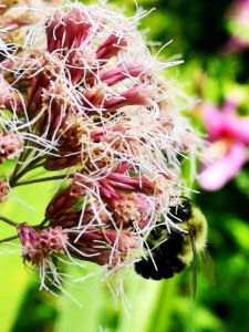 Bumblebee visiting Joe Pye weed Eupatorium