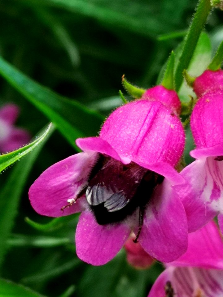 Bumblebee (Bombus) visiting hybrid beardtongue flowers Penstemon Red Rocks