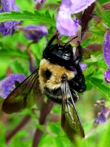 Carpenter bee Xylocopa virginica covered with pollen nectar robbing flowers of dragonhead Dracocephalum moldavica