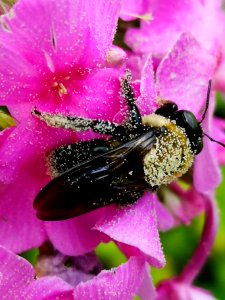 Bee covered with pollen visiting Phlox paniculata