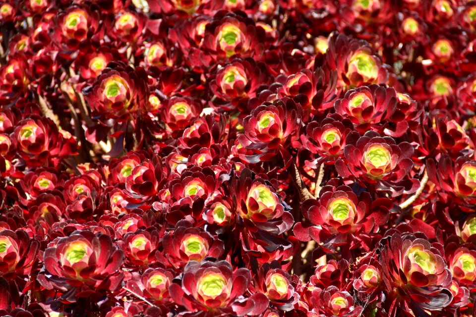 Australia botanical plant