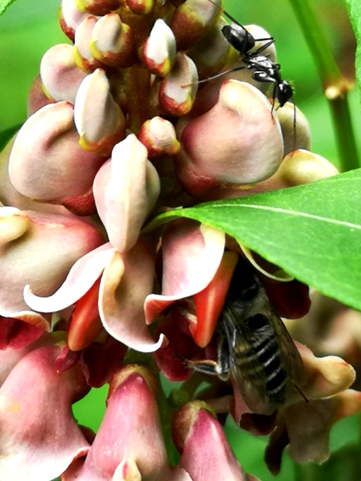 Leafcutter bee visiting hopniss Apios americana