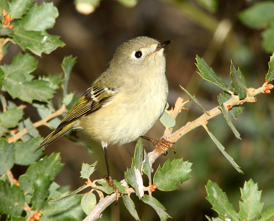 KINGLET, RUBY-CROWNED (9-21-09) cottonwood springs, carrizo n m , slo co, ca -01