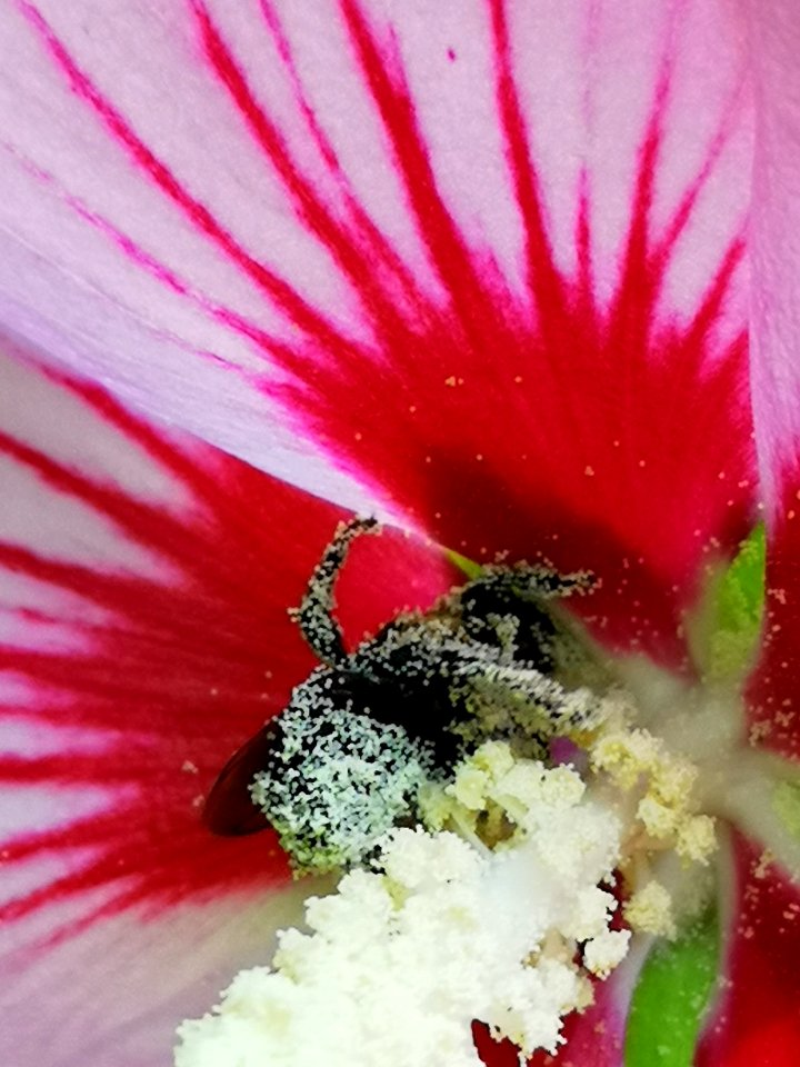 Bee visiting rose of Sharon Hibiscus syriacus covered in pollen