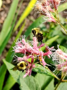 Bumblebee visiting Joe Pye weed Eupatorium
